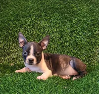 Daisy , a female Boston Terrier for sale in Fresno, CA – 5 of 7