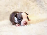 Emma, a female Boston Terrier for sale in Fresno, CA – 5 of 7
