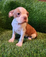 Brown , a male Boston Terrier for sale in Fresno, CA – 8 of 8