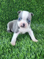 Blue, a male Boston Terrier for sale in Fresno, CA – 2 of 6