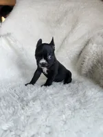 Bella, a female Boston Terrier for sale in Fresno, CA – 4 of 7