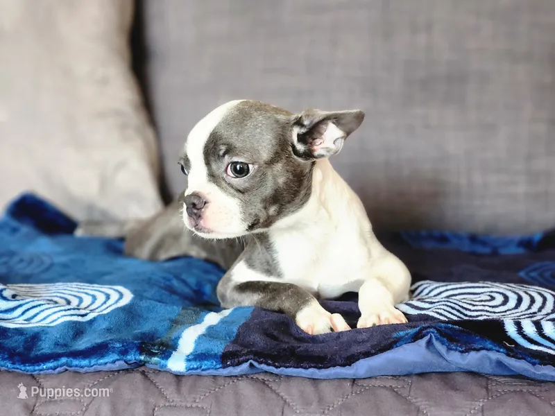 Isabella  – Boston Terrier puppy for sale in Fresno, CA