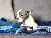 Isabella , a female Boston Terrier for sale in Fresno, CA – 1 of 9