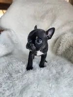 Coby , a male Boston Terrier for sale in Fresno, CA – 2 of 7