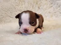 Muffin , a female Boston Terrier for sale in Fresno, CA – 3 of 6
