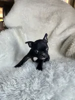 Emma, a female Boston Terrier for sale in Fresno, CA – 2 of 5