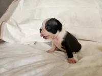 Pebbles , a male Boston Terrier for sale in Fresno, CA – 2 of 7