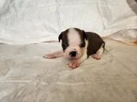 Coby, a male Boston Terrier for sale in Fresno, CA – 3 of 7