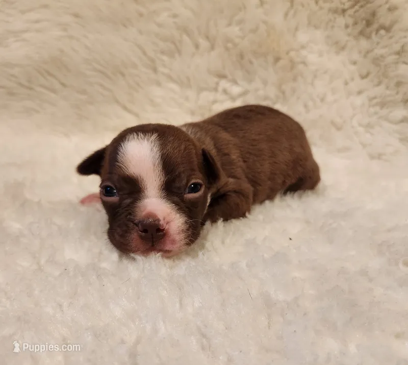 Cooper – Boston Terrier puppy on hold in Fresno, CA