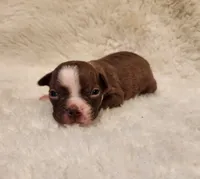 Cooper, a male Boston Terrier for sale in Fresno, CA – 1 of 5