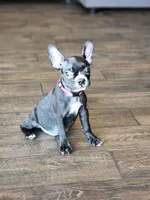 Bella , a female Boston Terrier and French Bulldog for sale in Fresno, CA – 7 of 7