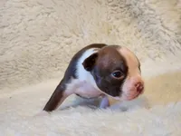 Emma, a female Boston Terrier for sale in Fresno, CA – 7 of 7