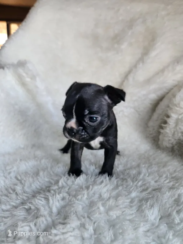 Rosie  – Boston Terrier puppy for sale in Fresno, CA