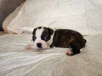 Gus, a male Boston Terrier for sale in Fresno, CA – 3 of 6