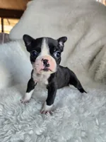 Zully, a female Boston Terrier for sale in Fresno, CA – 3 of 3