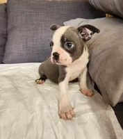 King Coby, a male Boston Terrier for sale in Fresno, CA – 6 of 10