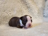 Emma, a female Boston Terrier for sale in Fresno, CA – 3 of 7