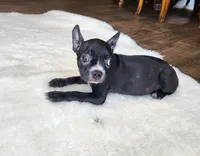 Bella , a female Boston Terrier and French Bulldog for sale in Fresno, CA – 5 of 7