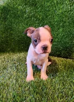 Max, a male Boston Terrier for sale in Fresno, CA – 2 of 7