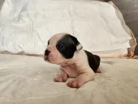 Sky, a female Boston Terrier for sale in Fresno, CA – 5 of 6
