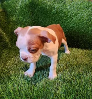Brown , a male Boston Terrier for sale in Fresno, CA – 2 of 8