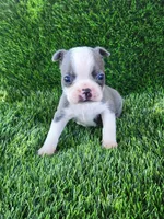 Blue, a male Boston Terrier for sale in Fresno, CA – 3 of 6