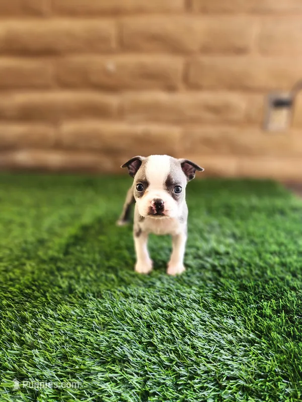 Blue – Boston Terrier puppy for sale in Fresno, CA