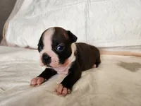 Snow, a female Boston Terrier for sale in Fresno, CA – 2 of 7
