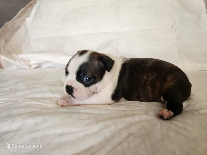 Gus – Boston Terrier puppy for sale in Fresno, CA