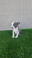 Rocky , a male Boston Terrier for sale in Fresno, CA – 2 of 7