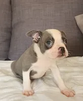 King Coby, a male Boston Terrier for sale in Fresno, CA – 3 of 10