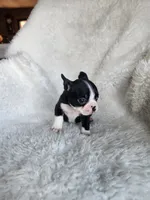 Zully, a female Boston Terrier for sale in Fresno, CA – 2 of 3