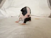 Pebbles , a male Boston Terrier for sale in Fresno, CA – 7 of 7