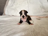 Snow, a female Boston Terrier for sale in Fresno, CA – 5 of 7