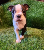 Rocky, a male Boston Terrier for sale in Fresno, CA – 7 of 7