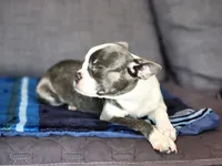 Isabella , a female Boston Terrier for sale in Fresno, CA – 9 of 9