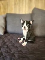 Zully , a female Boston Terrier for sale in Fresno, CA – 3 of 5