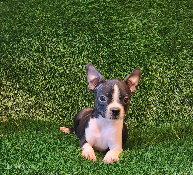 Daisy  – Boston Terrier puppy for sale in Fresno, CA