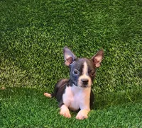 Daisy , a female Boston Terrier for sale in Fresno, CA – 3 of 7