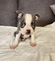 King Coby, a male Boston Terrier for sale in Fresno, CA – 8 of 10