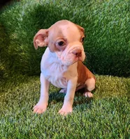Brown , a male Boston Terrier for sale in Fresno, CA – 3 of 8