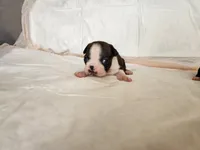 Baby, a female Boston Terrier for sale in Fresno, CA – 2 of 6