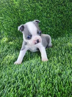 Blue, a male Boston Terrier for sale in Fresno, CA – 4 of 6