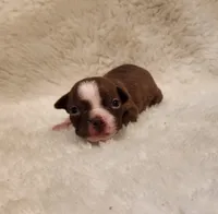 Cooper, a male Boston Terrier for sale in Fresno, CA – 4 of 5