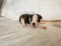 Coby, a male Boston Terrier for sale in Fresno, CA – 5 of 7