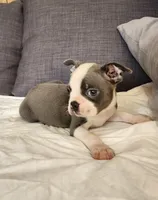 King Coby, a male Boston Terrier for sale in Fresno, CA – 9 of 10