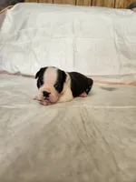 Sky, a female Boston Terrier for sale in Fresno, CA – 1 of 6