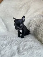 Emma, a female Boston Terrier for sale in Fresno, CA – 5 of 5