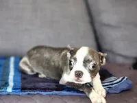 Isabella , a female Boston Terrier for sale in Fresno, CA – 7 of 9