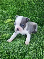 Blue, a male Boston Terrier for sale in Fresno, CA – 5 of 6